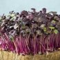 150 PCS Seeds Sango Purple Radish Sprouting Vegetable