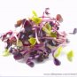 150 PCS Seeds Sango Purple Radish Sprouting Vegetable