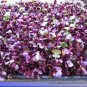 150 PCS Seeds Sango Purple Radish Sprouting Vegetable