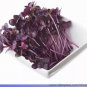 150 PCS Seeds Sango Purple Radish Sprouting Vegetable