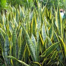 100 PCS Seeds Sansevieria trifasciata Bonsai Succulent Plants Tiger Piran Flower