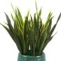 100 PCS Seeds Sansevieria trifasciata Bonsai Succulent Plants Tiger Piran Flower
