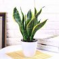 100 PCS Seeds Sansevieria trifasciata Bonsai Succulent Plants Tiger Piran Flower