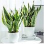 100 PCS Seeds Sansevieria trifasciata Bonsai Succulent Plants Tiger Piran Flower