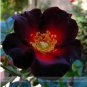 20 PCS Seeds Santiago Black Red Rose Shrub Perennial Flowers
