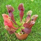 10 PCS Seeds Sarracenia Purpurea 10 PCS Seeds Sarracenia Purpurea