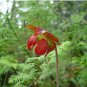 10 PCS Seeds Sarracenia Purpurea