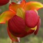 10 PCS Seeds Sarracenia Purpurea