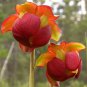 10 PCS Seeds Sarracenia Purpurea