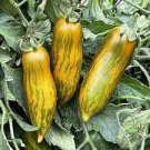 100 PCS Seeds Sausage Green Tomato Organic 100 PCS Seeds Sausage Green Tomato Organic