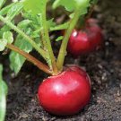 35 PCS Seeds Sausage Radish Seeds Balcony Potted Vegetable Fruit Belle Radish
