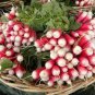 35 PCS Seeds Sausage Radish Seeds Balcony Potted Vegetable Fruit Belle Radish