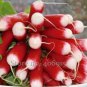 35 PCS Seeds Sausage Radish Seeds Balcony Potted Vegetable Fruit Belle Radish