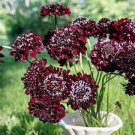 20 PCS Seeds Scabiosa Atropurpurea Black Knight Kings