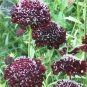 20 PCS Seeds Scabiosa Atropurpurea Black Knight Kings