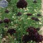 20 PCS Seeds Scabiosa Atropurpurea Black Knight Kings