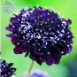 20 PCS Seeds Scabiosa Atropurpurea Black Knight Kings