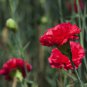 50 PCS Seeds Scarlet Red Carnation Flowers