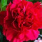 50 PCS Seeds Scarlet Red Carnation Flowers
