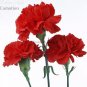 50 PCS Seeds Scarlet Red Carnation Flowers