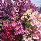 30 PCS Seeds Schizanthus Pinnatus Salpiglossia Sinuata Poor Man's Orchid 30 PCS Seeds Schizanthus Pinnatus Salpiglossia Sinuata Poor Man's Orchid