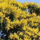 2 PCS Seeds Schizolobium parahyba Yellow Jacaranda Giant Brazilian Fire Fern Tree 2 PCS Seeds Schizolobium parahyba Yellow Jacaranda Giant Brazilian Fire Fern Tree