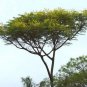 2 PCS Seeds Schizolobium parahyba Yellow Jacaranda Giant Brazilian Fire Fern Tree