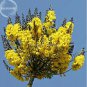 2 PCS Seeds Schizolobium parahyba Yellow Jacaranda Giant Brazilian Fire Fern Tree