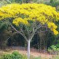 2 PCS Seeds Schizolobium parahyba Yellow Jacaranda Giant Brazilian Fire Fern Tree