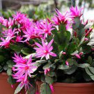 200 PCS Seeds Schlumbergera Cactus Christmas Bonsai