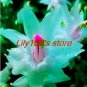 200 PCS Seeds Schlumbergera Cactus Christmas Bonsai