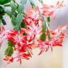 100 PCS Seeds Schlumbergera Flores Christmas Cactus Plant 100 PCS Seeds Schlumbergera Flores Christmas Cactus Plant