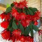 100 PCS Seeds Schlumbergera Flores Christmas Cactus Plant