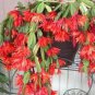 100 PCS Seeds Schlumbergera Flores Christmas Cactus Plant