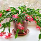 100 PCS Seeds schlumbergera Flores Christmas Cactus Plant plantas 100 PCS Seeds schlumbergera Flores Christmas Cactus Plant plantas