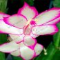 100 PCS Seeds schlumbergera Flores Christmas Cactus Plant plantas