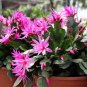 100 PCS Seeds Schlumbergera Flores Christmas Cactus Plant Seeds Mixed Flowers