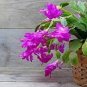 100 PCS Seeds Schlumbergera Flores Christmas Cactus Plant Seeds Mixed Flowers