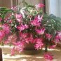 100 PCS Seeds Schlumbergera Flores Christmas Cactus Plant Seeds Mixed Flowers