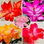 100 PCS Seeds Schlumbergera Flores Christmas Cactus Plant Seeds Mixed Flowers
