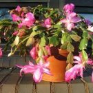 100 PCS Seeds Schlumbergera Flores Christmas Cactus Plant Seeds Water Pink Flowers 100 PCS Seeds Schlumbergera Flores Christmas Cactus Plant Seeds Water Pink Flowers