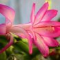 100 PCS Seeds Schlumbergera Flores Christmas Cactus Plant Seeds Water Pink Flowers