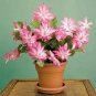 100 PCS Seeds Schlumbergera Flores Christmas Cactus Plant Seeds Water Pink Flowers