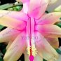 100 PCS Seeds Schlumbergera Flores Christmas Cactus Plant Seeds Water Pink Flowers