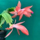 100 PCS Seeds Schlumbergera Flores Christmas Cactus plantas