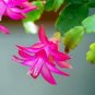 100 PCS Seeds Schlumbergera Zygocactus
