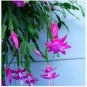 100 PCS Seeds Schlumbergera Zygocactus