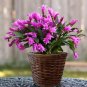 100 PCS Seeds Schlumbergera Zygocactus