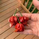 100 PCS Seeds Scorpion Carolina Reaper Jolokia Peter Pepper Mixed Chilli