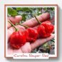 100 PCS Seeds Scorpion Carolina Reaper Jolokia Peter Pepper Mixed Chilli